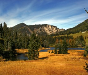 梦见狗咬卵泡（梦见狗咬卵泡了）