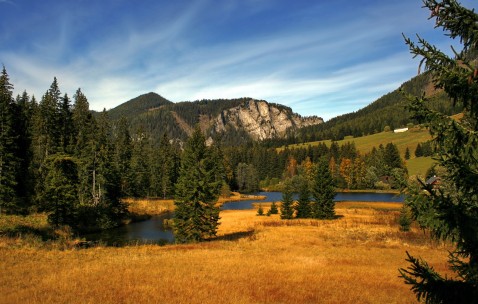 梦见狗咬卵泡（梦见狗咬卵泡了）