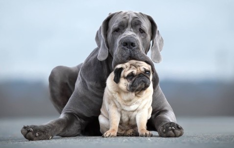 卵泡会排积液（卵泡有积液一定是排卵吗）