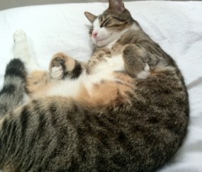 试管婴儿移植的成功率（试管婴儿移植成功率跟医生有关系吗）