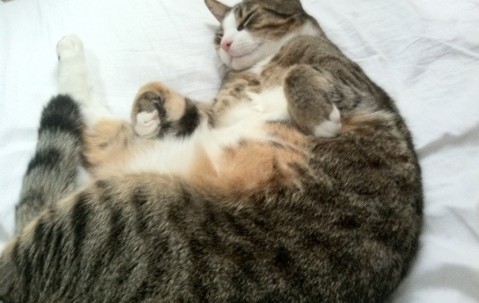 试管婴儿移植的成功率（试管婴儿移植成功率跟医生有关系吗）