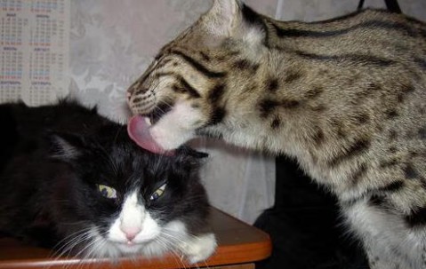 合肥捐卵中介联系方式，附捐卵成功率高的3家医院推荐！