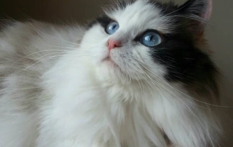 怀孕初期有通便的药吗（孕初期便秘怎么办,快速通便）