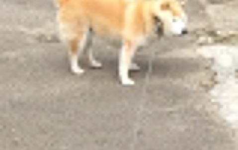 卵泡的泡浆（卵泡包浆是什么）