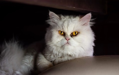 试管卵泡数量少（试管卵泡数量少能增多吗）