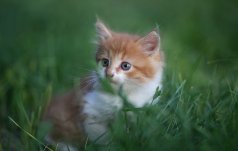 测量卵泡数（测卵泡质量怎么测）