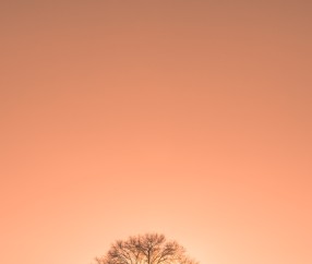 孕养卵泡（怀孕的卵泡）