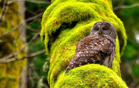 34岁试管婴儿成功率（43岁试管婴儿概率）