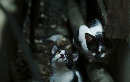 兜儿是什么意思?